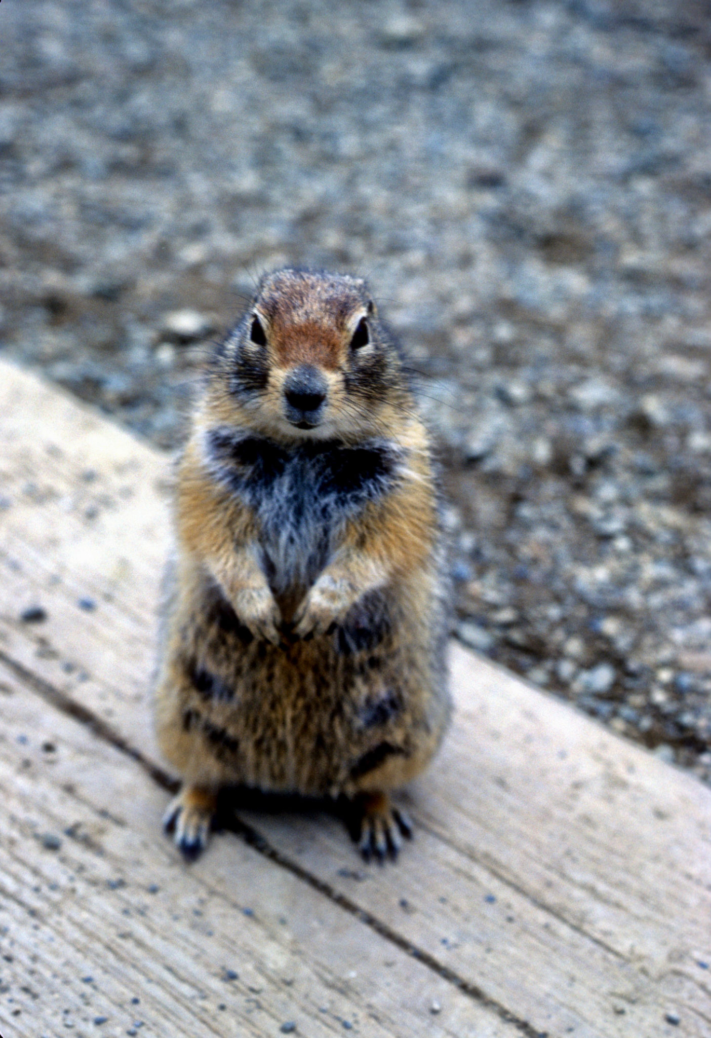 Talkeetna resident